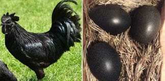 Rara “galinha gótica” é preta das penas até os ossos e órgãos internos