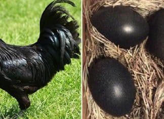 Rara “galinha gótica” é preta das penas até os ossos e órgãos internos