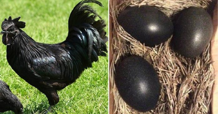 Rara “galinha gótica” é preta das penas até os ossos e órgãos internos