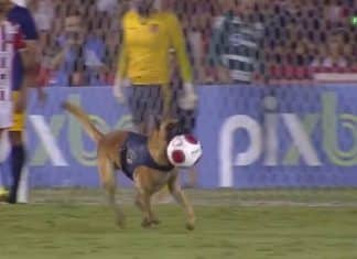 VÍDEO: Cão policial rouba bola e paralisa final do Campeonato Pernambucano