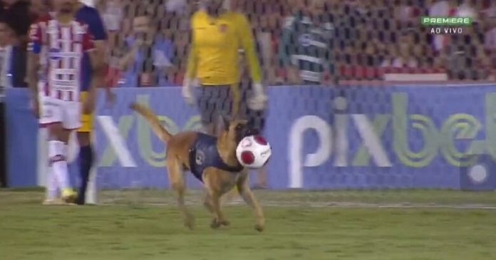 VÍDEO: Cão policial rouba bola e paralisa final do Campeonato Pernambucano