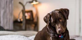 Homem cancela casamento após noiva ser negligente com o cachorro dele