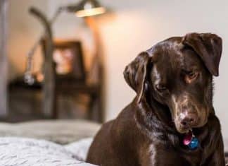 Homem cancela casamento após noiva ser negligente com o cachorro dele