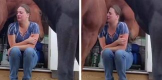Vídeo: Cavalo consola cuidadora que estava vivendo momento de tristeza