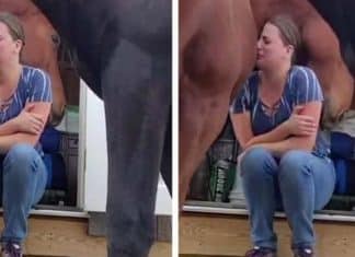 Vídeo: Cavalo consola cuidadora que estava vivendo momento de tristeza