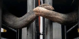 Elefantas que passaram 20 anos em recinto de concreto agora viverão na natureza