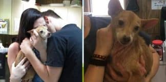 Depois de 6 anos vivendo nas ruas, cãozinho reencontra seus tutores