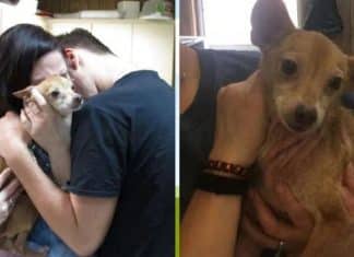Depois de 6 anos vivendo nas ruas, cãozinho reencontra seus tutores
