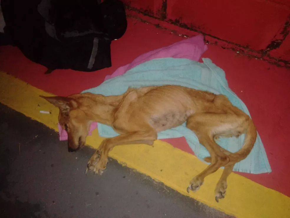contioutra.com - Segurança resgata cachorra que foi abandonada doente dentro de saco de lixo em Campinas