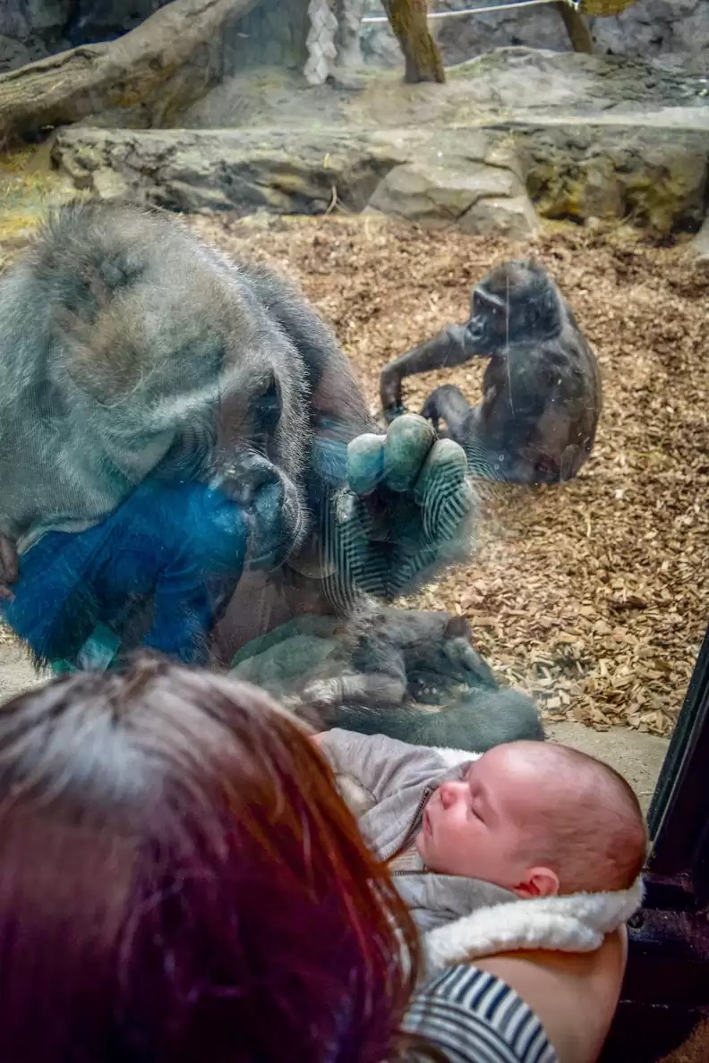 contioutra.com - Vídeo: Mãe gorila leva seu filho para família e seu bebê o conhecerem em zoológico
