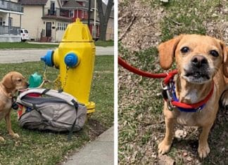 Cachorrinha é deixada pelo tutor com mochila com todos os seus brinquedos e bilhete comovente