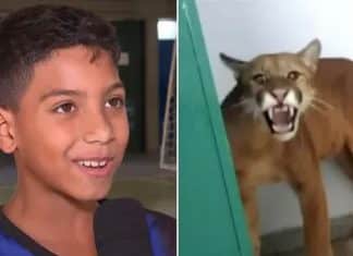 ‘Tremi igual uma vara verde’, diz menino que viu onça em banheiro de escola em MG