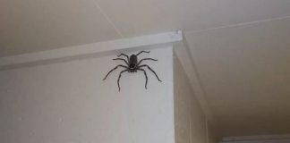 Família cria aranha gigantesca como pet; a chamam de Charlotte