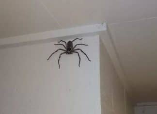 Família cria aranha gigantesca como pet; a chamam de Charlotte