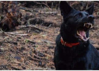 Cachorro impediu sequestro de menina de 10 anos na Bolívia