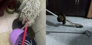 Homem teve a nádega picada por cobra enquanto usava privada: ‘Traumatizado’