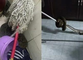 Homem teve a nádega picada por cobra enquanto usava privada: ‘Traumatizado’