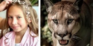Menina de 9 anos sobrevive a ataque de puma após lutar com o animal