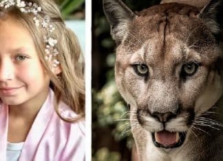 Menina de 9 anos sobrevive a ataque de puma após lutar com o animal