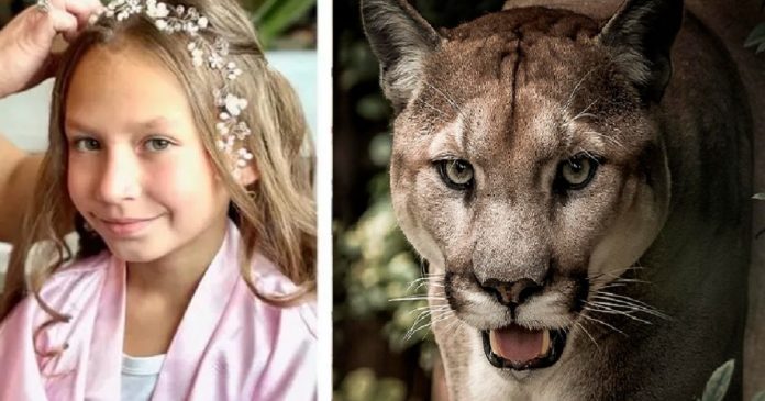 Menina de 9 anos sobrevive a ataque de puma após lutar com o animal