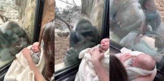 Vídeo: Mãe gorila leva seu filho para família e seu bebê o conhecerem em zoológico