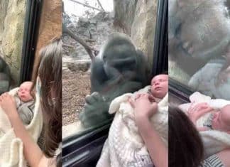 Vídeo: Mãe gorila leva seu filho para família e seu bebê o conhecerem em zoológico