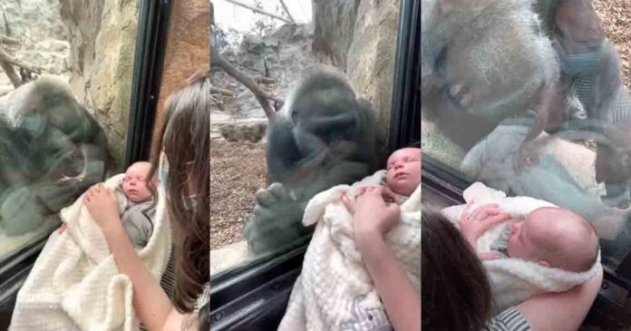 Vídeo: Mãe gorila leva seu filho para família e seu bebê o conhecerem em zoológico