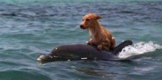 Cãozinho cai em canal e luta pela vida até ser salvo por grupo de golfinhos