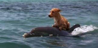 Cãozinho cai em canal e luta pela vida até ser salvo por grupo de golfinhos