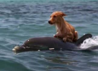 Cãozinho cai em canal e luta pela vida até ser salvo por grupo de golfinhos