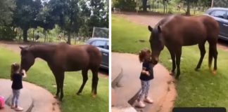 Vídeo: Cavalo corre à galope para confortar menininha que estava chorando
