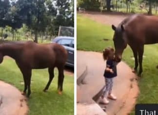 Vídeo: Cavalo corre à galope para confortar menininha que estava chorando