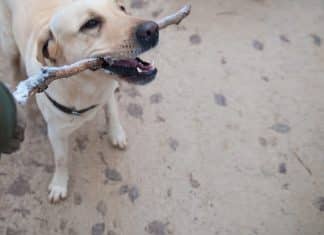 Ex-mulher exige pensão alimentícia para cobrir custos com cahorros após separação