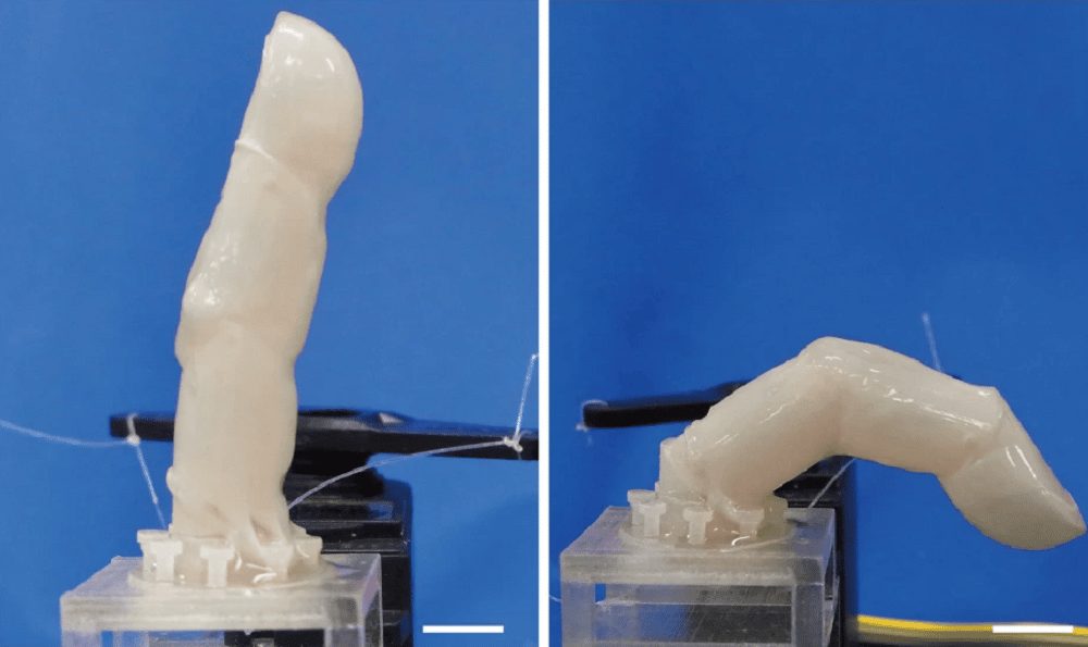 contioutra.com - Cientistas criam pele humana em laboratório para revestir dedo robótico: "É apenas o primeiro passo"