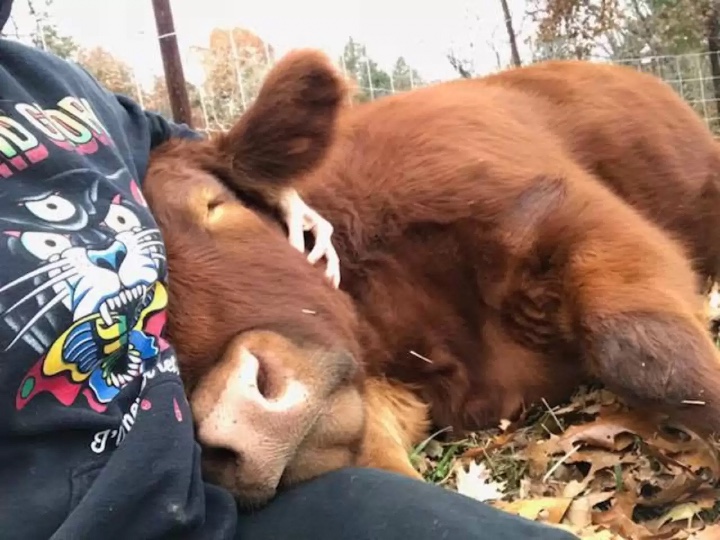 asomadetodosafetos.com - VÍDEO: Vaca resgatada de matadouro dorme no colo de seus salvadores