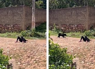 VÍDEO: Cachorrinha fugitiva só volta para casa quando sua tutora finge desmaio