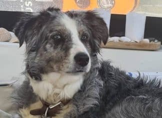 Cachorrinha que caiu em alto mar nada por dois dias até ser salva