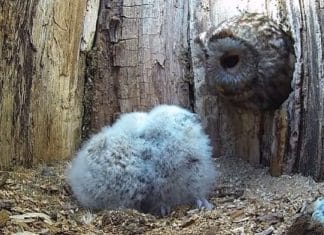 Após perder sua ninhada, mamãe coruja adota filhotinhos órfãos; foi amor à primeira vista!