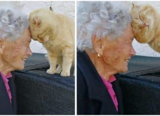 Vovó reencontra seu gato que estava desaparecido há quatro anos