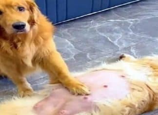 “Marido ideal”: Cão faz sucesso na internet por sua dedicação com parceira grávida