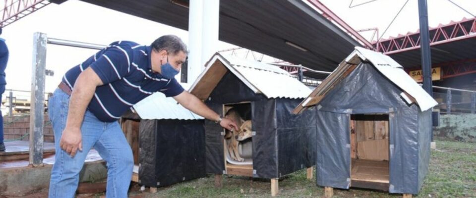 contioutra.com - Taxista que ama cães instalou 4 casinhas para proteger os animais do frio e da chuva