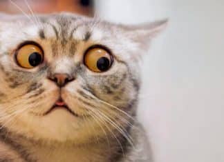 Estudo comprova que gatos podem copiar a personalidade de seus donos