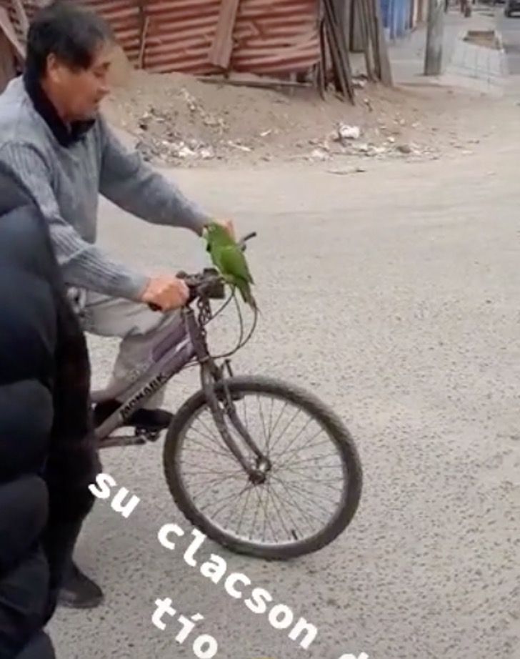 contioutra.com - No Peru, vovô Flintstone usa um papagaio como buzina para sua bicicleta