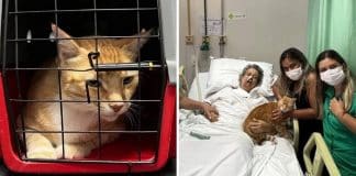 Avó com doença terminal pediu para abraçar seu gato como último desejo. Avó com doença terminal pediu para abraçar seu gato como último desejo.