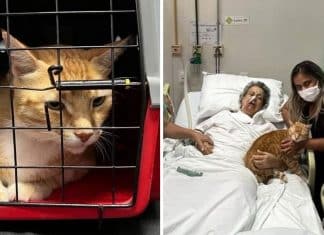 Avó com doença terminal pediu para abraçar seu gato como último desejo.
