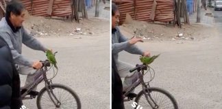 No Peru, vovô Flintstone usa um papagaio como buzina para sua bicicleta