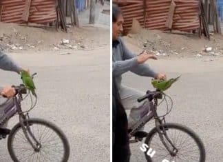 No Peru, vovô Flintstone usa um papagaio como buzina para sua bicicleta