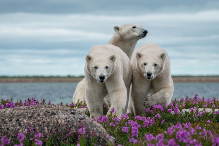 contioutra.com - Fotógrafo prova que até os ursos polares amam o verão