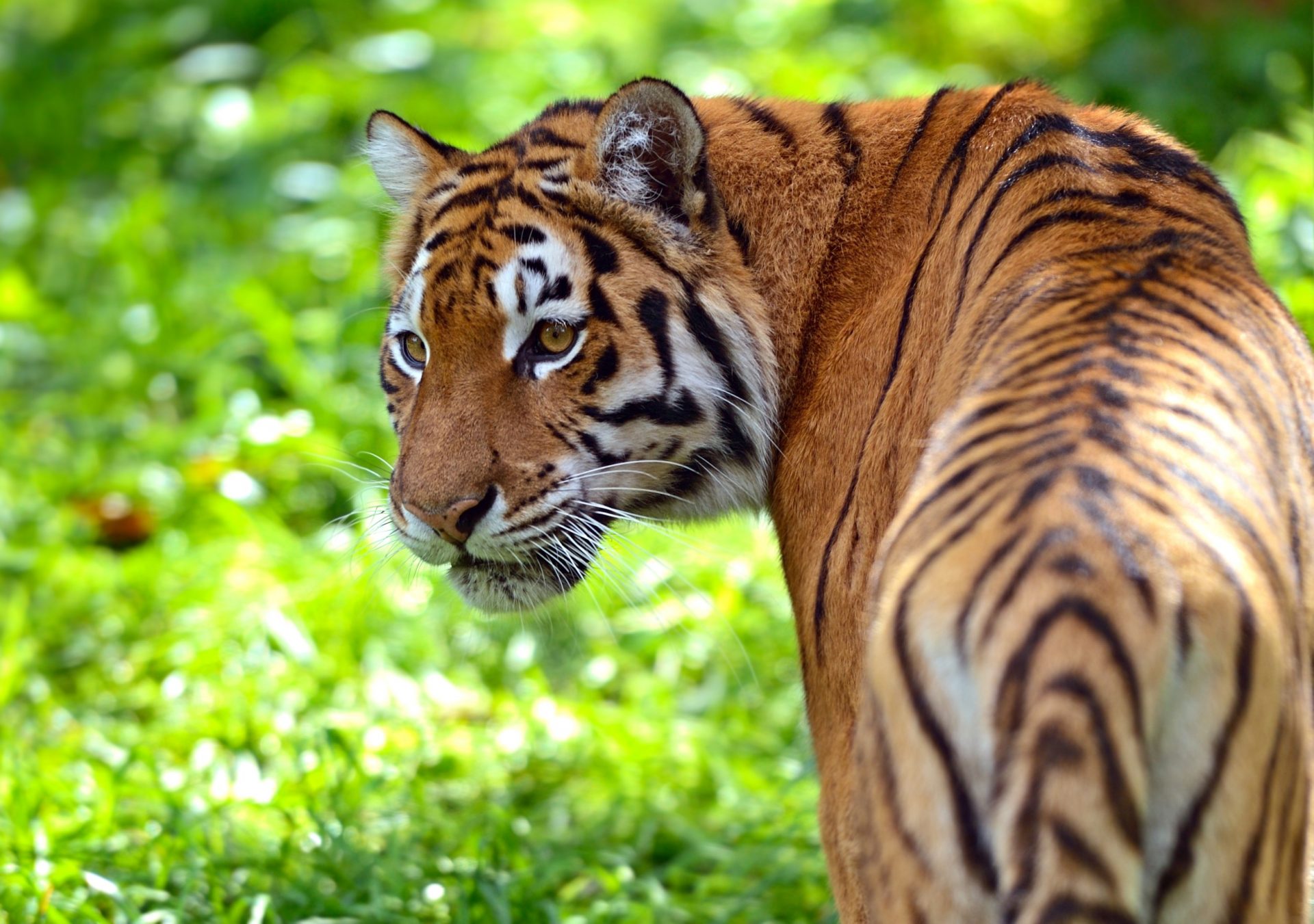 contioutra.com - Tigres não estão mais em risco de extinção no Nepal