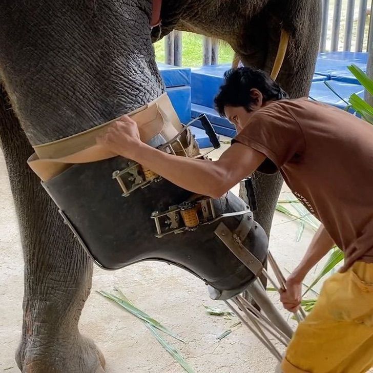contioutra.com - Veterinária doa próteses para elefantes que pisaram em minas explosivas